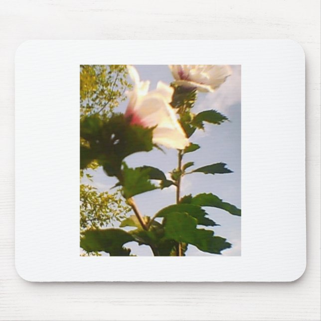 Mousepad Rosa branca florescente no céu azul (Frente)