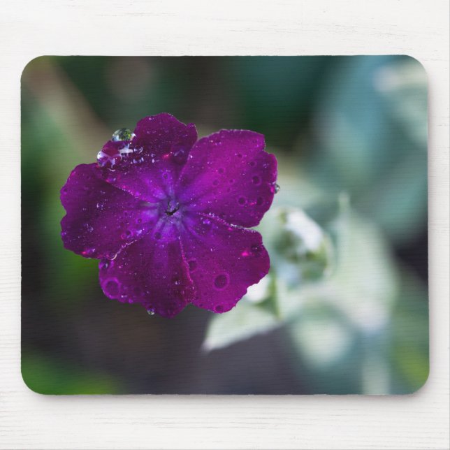 Mousepad Rosa campion Silene coronaria (Frente)