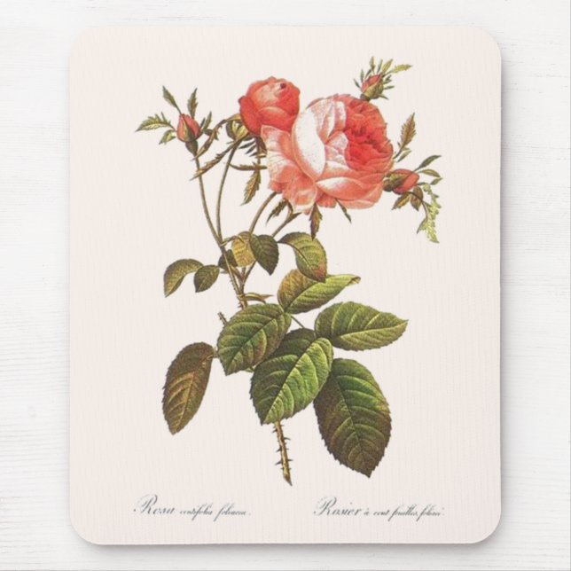 Mousepad Rosa Centifolia Foliacea (Frente)