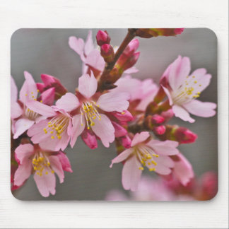 Mousepad Rosa Contra Uma Cinza Céu Japonês Blossomas De Cer
