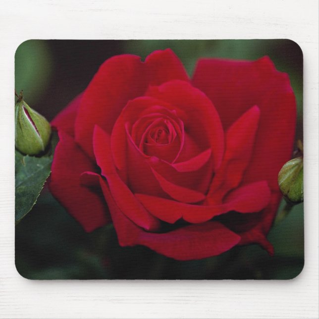 Mousepad Rosa de chá híbrido bonito 'Chrysler Imperial (Frente)