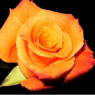 Mousepad Rosa de Laranja Brilhante