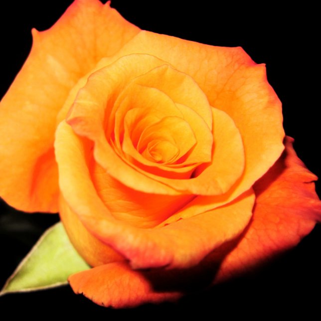 Mousepad Rosa de Laranja Brilhante (Criador carregado)