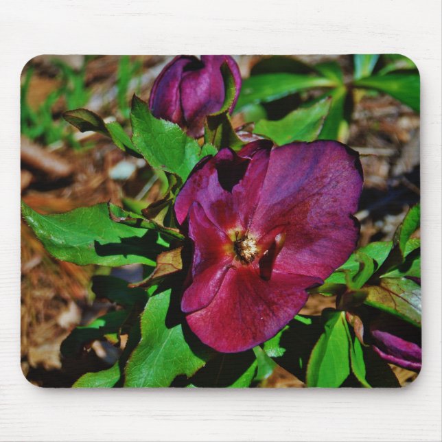 Mousepad Rosa de Lenten Rosa Burgundy (Frente)