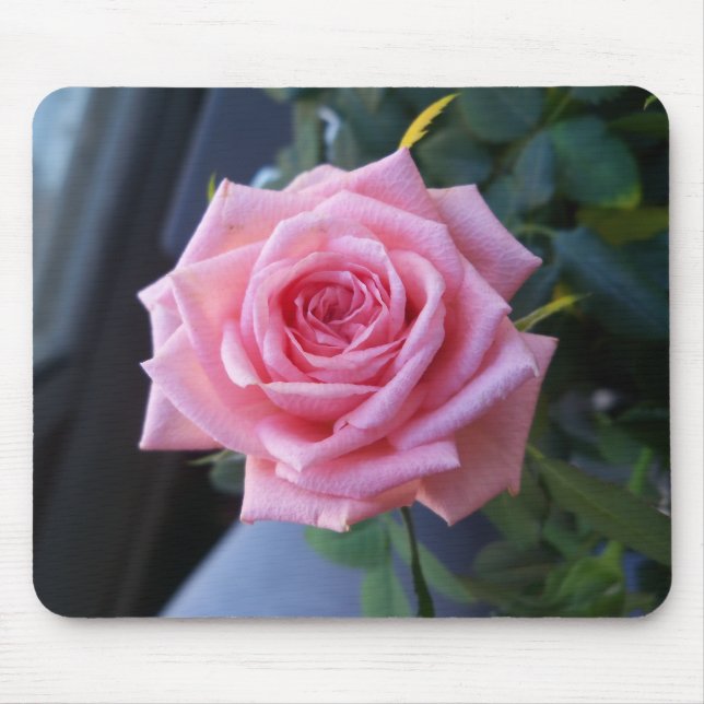Mousepad Rosa rosa cheia (Frente)