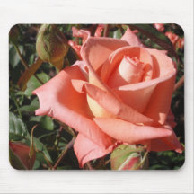 Rosa Rosa Peach