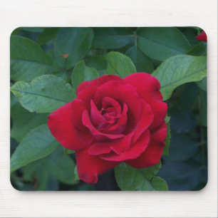 Mousepad Rosa Vermelha de Perto