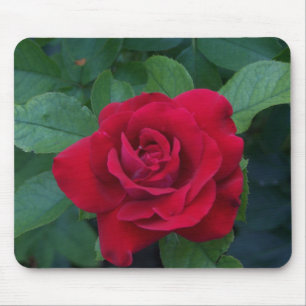 Mousepad Rosa vermelha para fechar