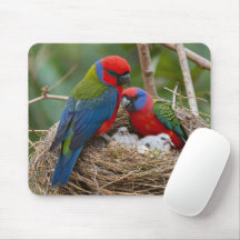 Rosella Birds