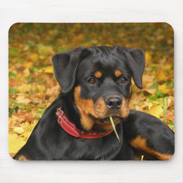 Mousepad Rottweiler Pup Deitado No Chão Na Floresta (Frente)