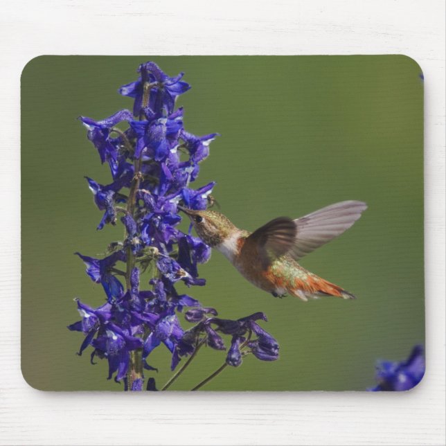 Mousepad Rufous Hummingbird (Frente)