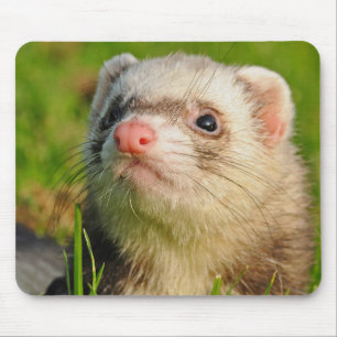 Mousepad Sable Ferret na grama