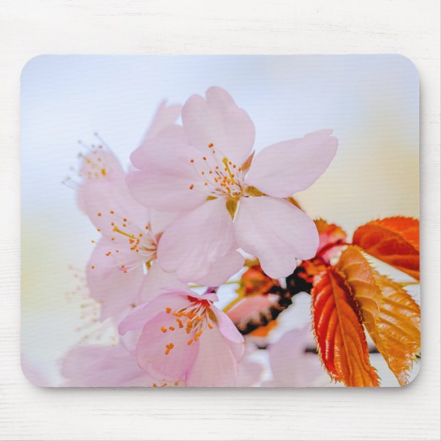 Mousepad Sakura - cereja japonesa floresce (Frente)