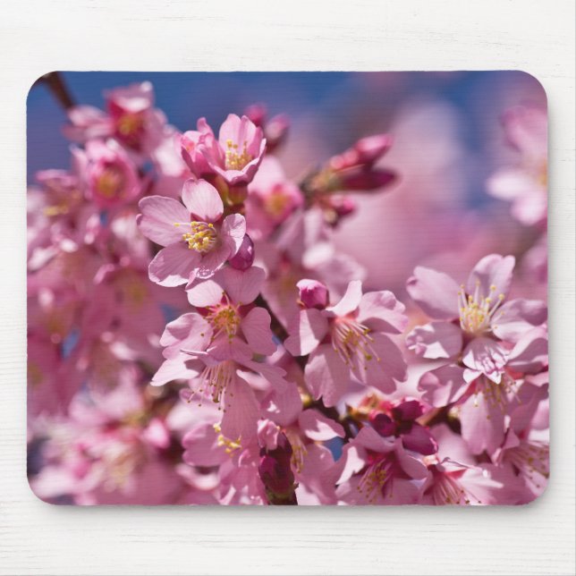 Mousepad Sakura Cherry Blossoms beijados à luz do sol (Frente)