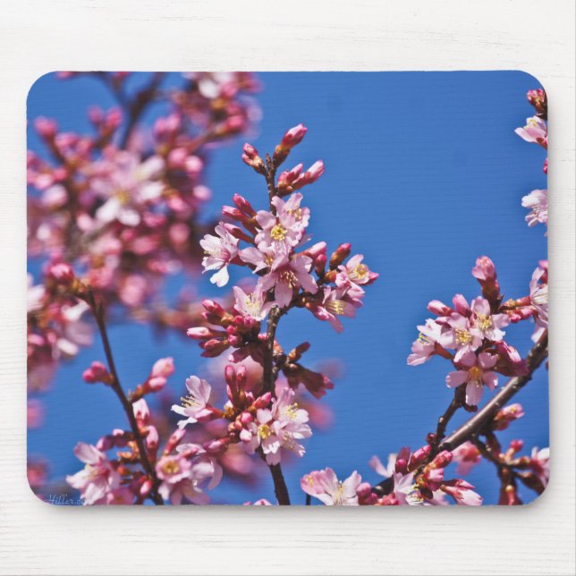 Mousepad Sakura Cherry Blossoms tocando azul (Frente)
