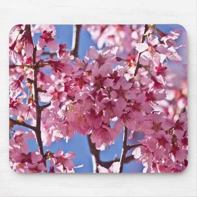 Mousepad Sakura Flores de Cerejeira Estrelas Vermelhas (Frente)
