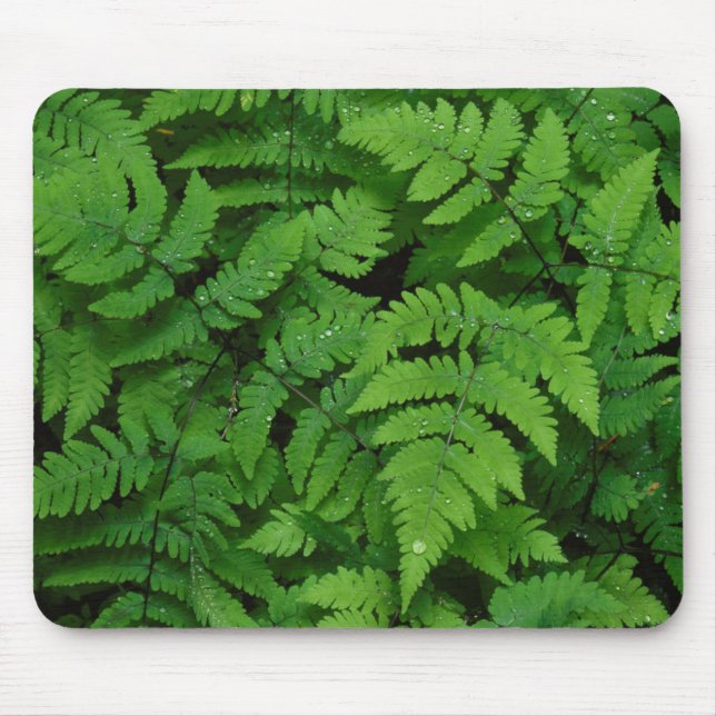 Mousepad Samambaia com gotas de chuva, Estado de Washington (Frente)