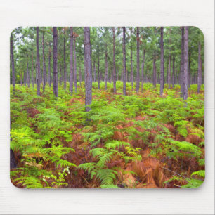 Mousepad Samambaia Comum (Pteridium Aquilinum) Crescendo