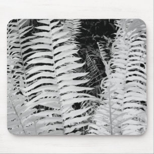 Mousepad Samambaia de couro gigante selvagem, Flórida, EUA.