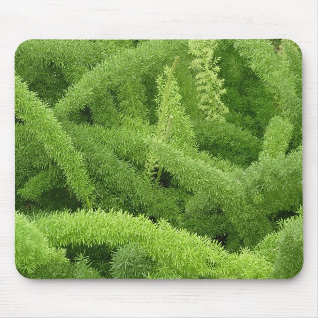 Mousepad Samambaia rabo-de-raposa, Asparagus densiflorus my (Frente)