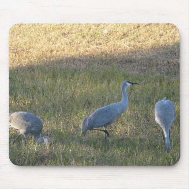 Mousepad Sandhill Crane Grazing Fotografia (Frente)