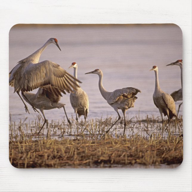 Mousepad Sandhill Cranes Grus canadensis) (Frente)