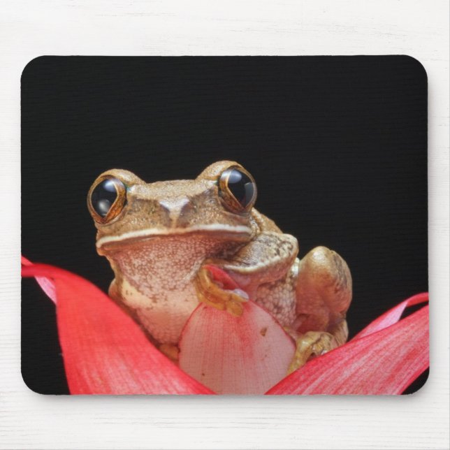 Mousepad Sapo bonito, engraçado que sustenta o lírio - (Frente)