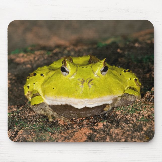 Mousepad Sapo Chifrudinho Brasileiro, Ceratophrys cornuta,  (Frente)
