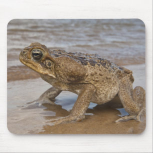 Mousepad Sapo-cururu Rhinella marina, anteriormente Bufo