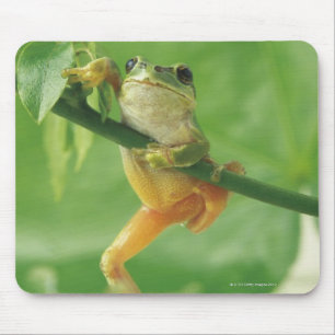 Mousepad Sapo de árvore
