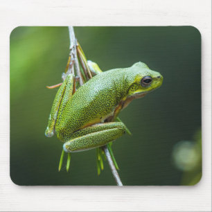 Mousepad Sapo de árvore