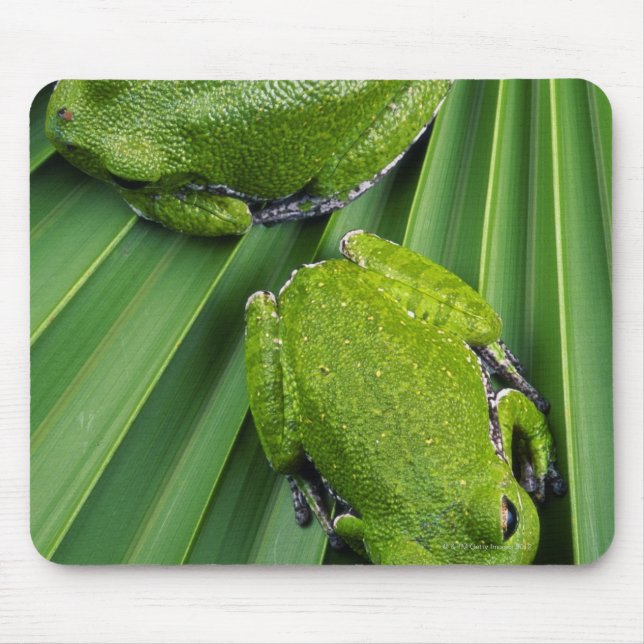 Mousepad Sapo de Árvore Barking (hyla gratiosa) (Frente)