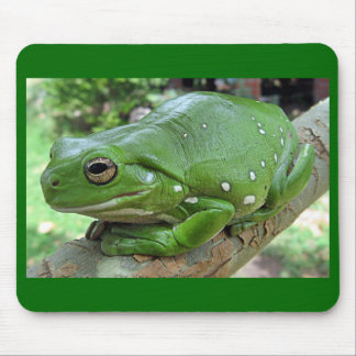Mousepad Sapo de Árvore Branco - Litoria caerulea