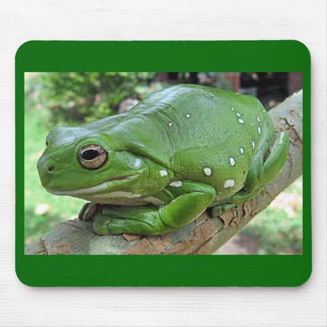 Mousepad Sapo de Árvore Branco - Litoria caerulea (Frente)