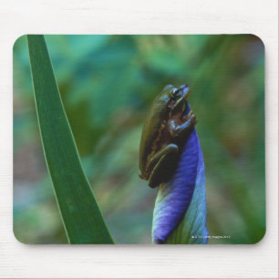 Mousepad Sapo de árvore verde na íris