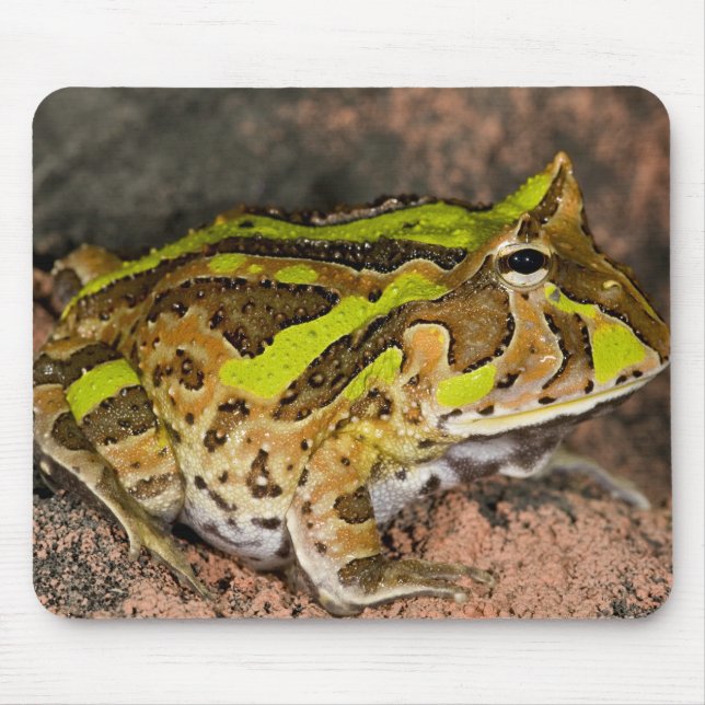 Mousepad Sapo-de-chifre-brasileiro, Ceratophrys cornuta, Na (Frente)