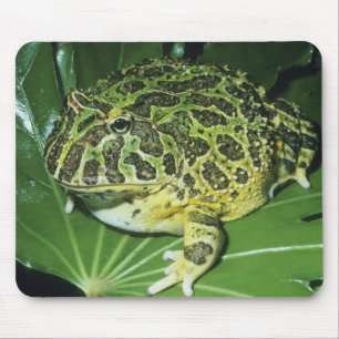 Mousepad Sapo de ornamentado, (Ceratophrys ornata),