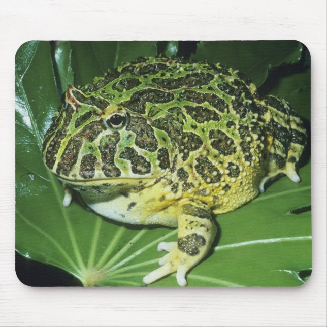 Mousepad Sapo de ornamentado, (Ceratophrys ornata), (Frente)