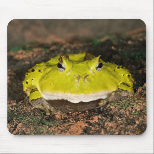 Mousepad Sapo do Corno brasileiro, Ceratophrys cornuta, 2