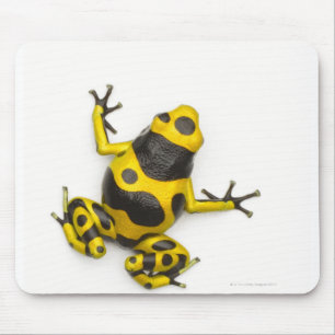 Mousepad Sapo do dardo do veneno do zangão