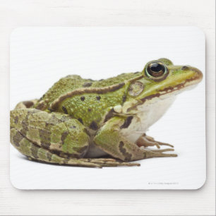 Mousepad Sapo europeu comum ou sapo comestível