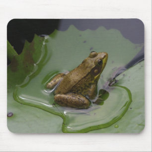 Mousepad Sapo na almofada de lírio