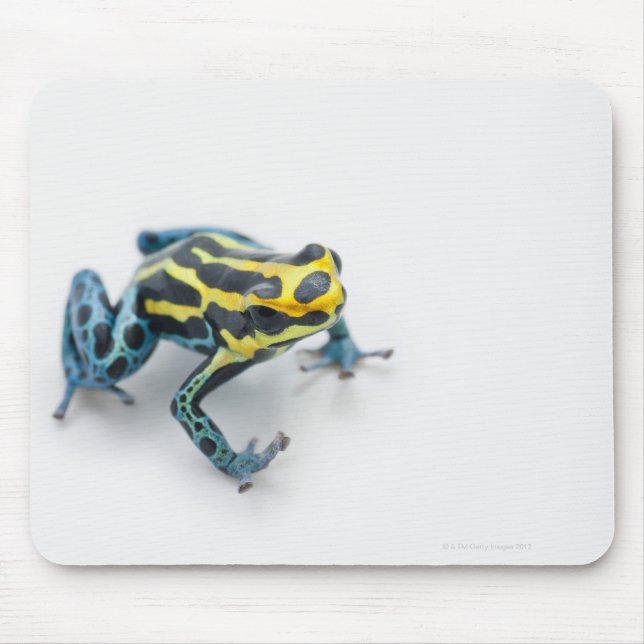 Mousepad Sapo preto, amarelo e azul de dardo venenoso (Frente)