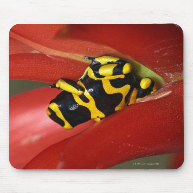Mousepad Sapo venenoso de borda amarela (Frente)