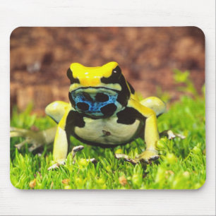 Mousepad Sapo Venenoso Tingente, Dendrobates tinctorius,