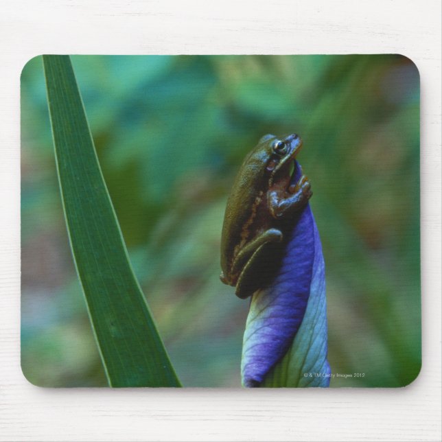 Mousepad Sapo verde da árvore na íris (Frente)