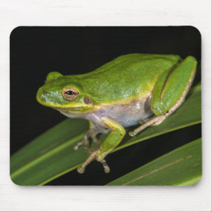 Mousepad Sapo verde de árvore (Hyla cinerea) 2