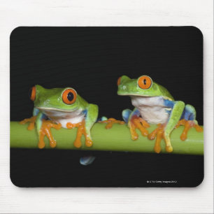Mousepad Sapos de árvores de olhos vermelhos (Agalychnis ca