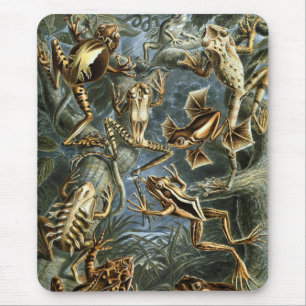 Mousepad Sapos Haeckel