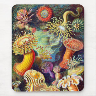 Mousepad Sea Anemones Ernst Haeckel Belas Artes